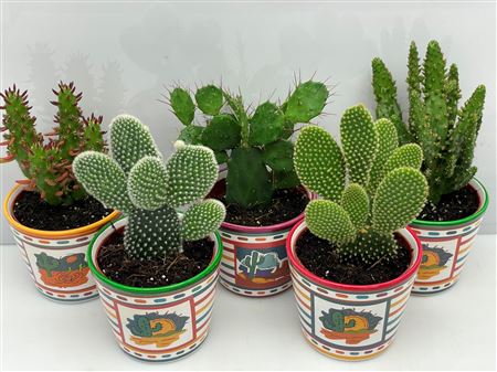 Opuntia Mexico