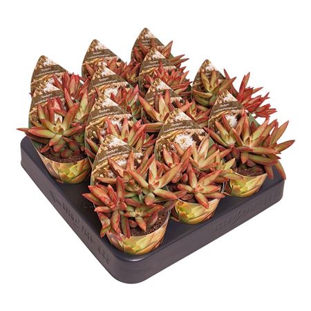 Sedum Nussbaumerianum Potcover