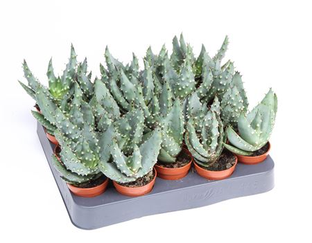 Aloe Reitzii