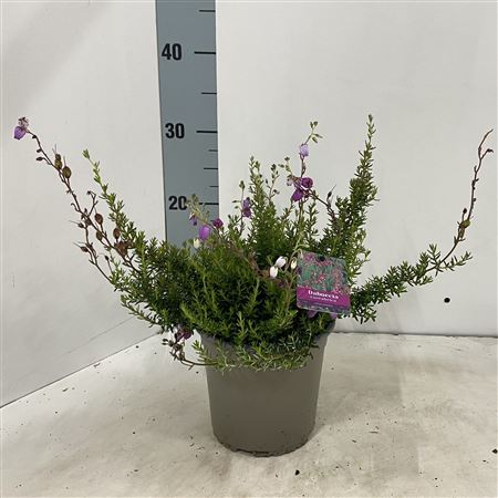 Daboecia Cantabrica Atropurpurea