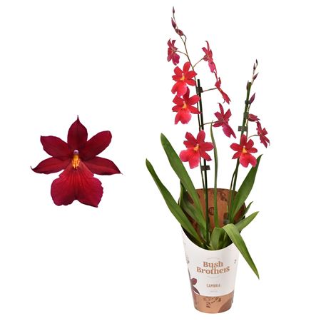 Cambria 2st Nelly Isler Red Velvet