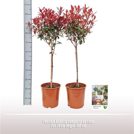 Photinia Robusta Compacta On Stem