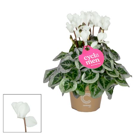 Cyclamen Picasso White