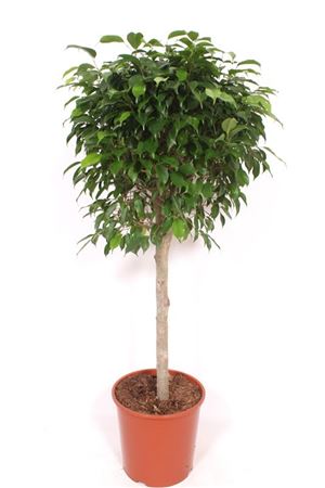 Ficus Columnar On Stem