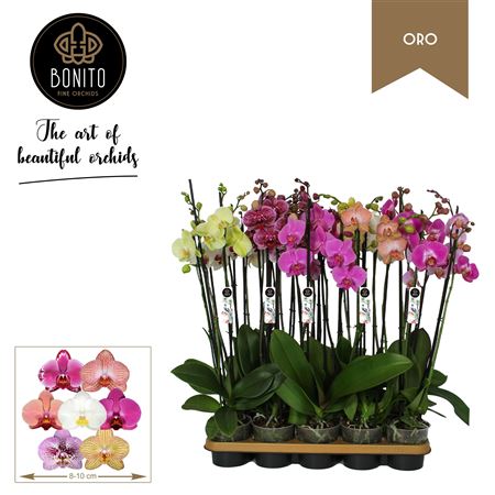 Phal 3st Oro Mix 22+