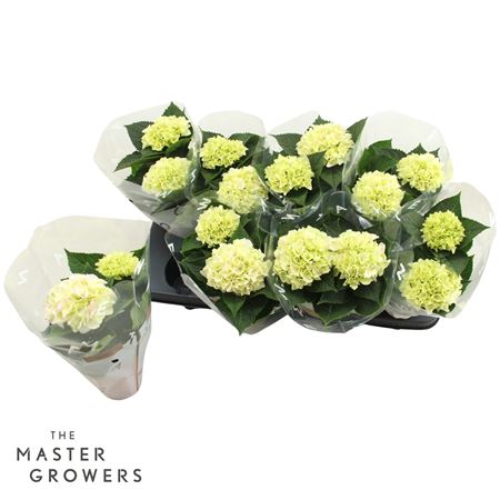 Hydrangea Ma Hi Diamond 2+