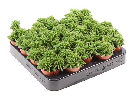 Peperomia Green Spark