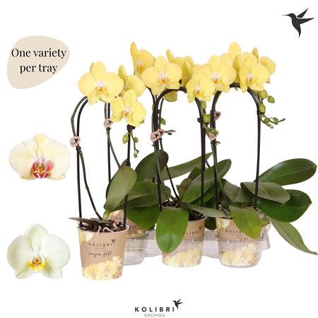 Phal 1st Casc Orange Mut (ok)
