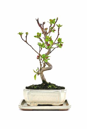 Bonsai Outdoor Malus Sp. Pz-erwiam S-shape