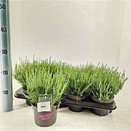 Calluna Gg Asli