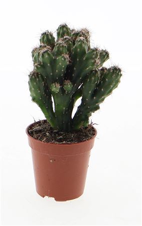Cereus Peruvianus Monstrosus Koraal