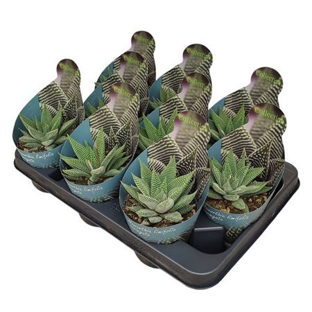 Haworthia Limifolia Variegata Potcover