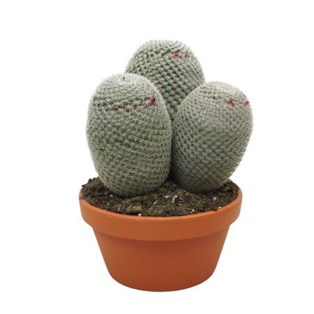 Mammillaria Matudae 20 Cm