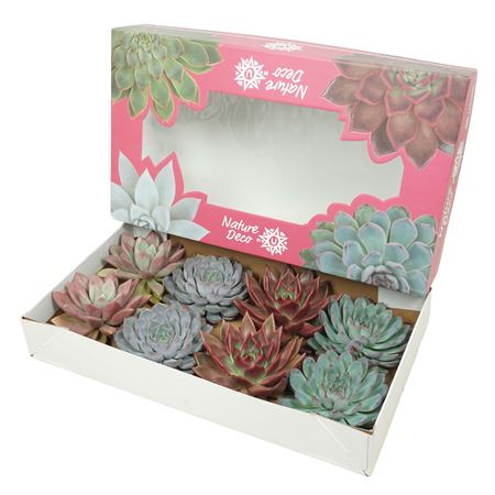 Cut Echeveria Mix 13-14