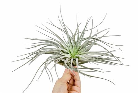 Tillandsia Silver