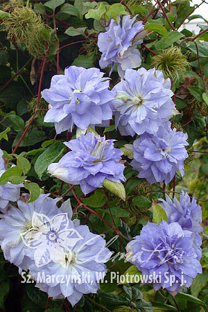 Клематис гибридный Мазури