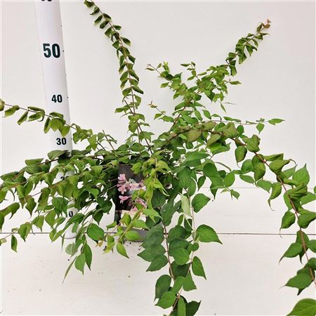 Kolkwitzia Amabilis Pink Cloud