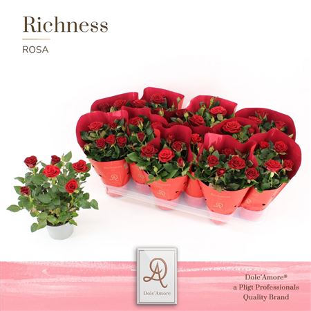 Rosa Red In Metallic Sleeve (dolc'amore)
