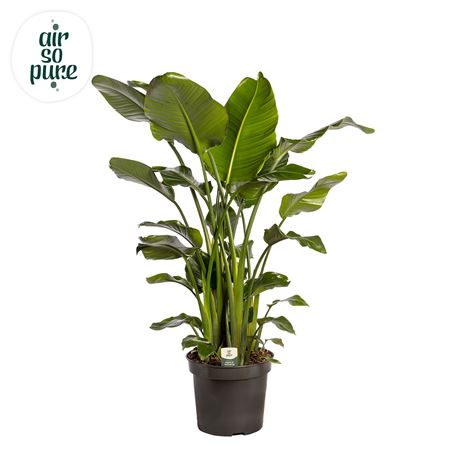 Strelitzia Nicolai (air So Pure)