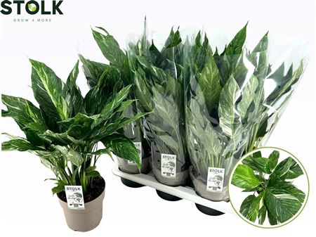 Spath Diamond Variegata