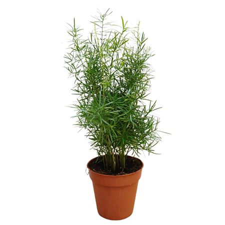 Asparagus Sprengeri