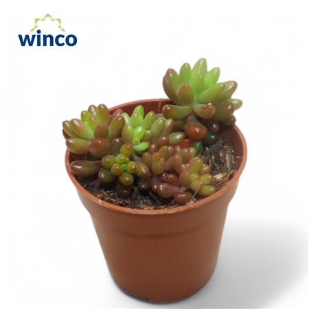 Sedum Rubrotinctum Jelly Beans