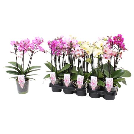 Phal Multi 3st Mix Royal 30+ (pannekoek)