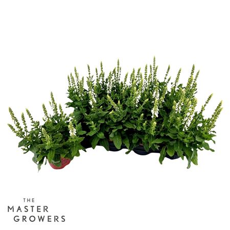Salvia Sensation White