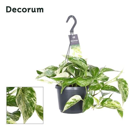 Epipremnum Pinn. Marble Queen