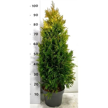 Thuja Plic 4 Evergoldy