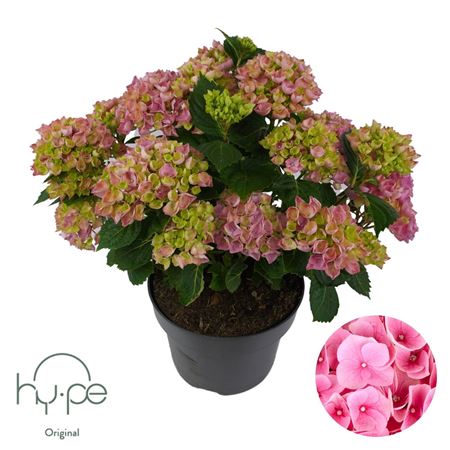 Hydrangea Ma Mophead Pink 10+ (hy-pe)