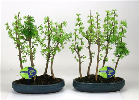 Bonsai Pseudolarix Amabilis, Group Stem