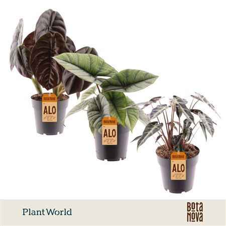 Alocasia 3-4 Srt Mix