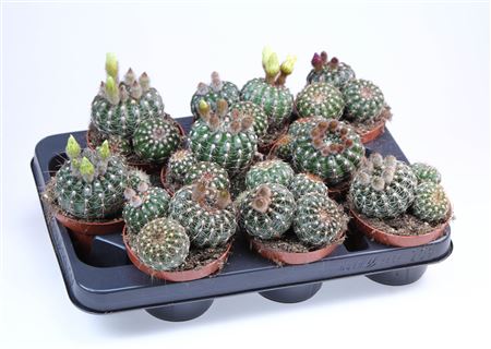 Notocactus Eubelmanianus