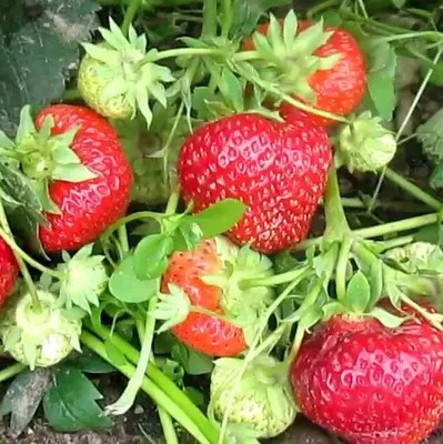 Земляника Фэйт