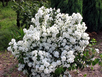 Чубушник Аполло