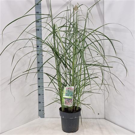Miscanthus Sin Malepartus