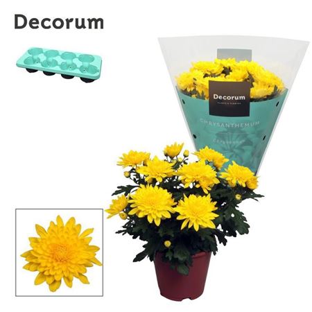 Chrys Grandezza Yellow (decorum)