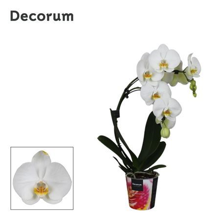 Phal 2st White Boomerang Decorum 14+ (bernhard)