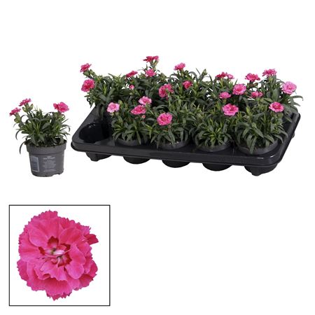 Dianthus Oscar Purple Wings