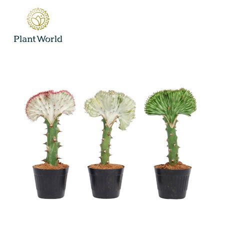 Euphorbia Cristata Mix