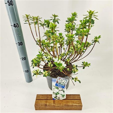Rhododendron (aj) Hisako