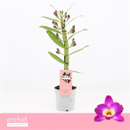 Dendr Nob 1st Akatsuki Compact Orchid Collection