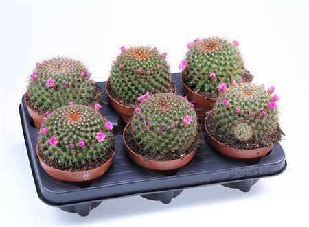 Mammilaria Ginsamaru