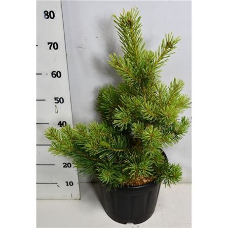 Pinus Sylv Aurea