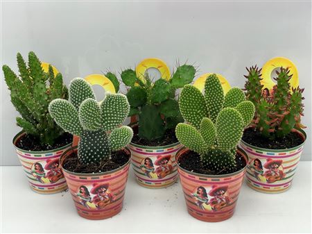 Opuntia Mexico Carry Over