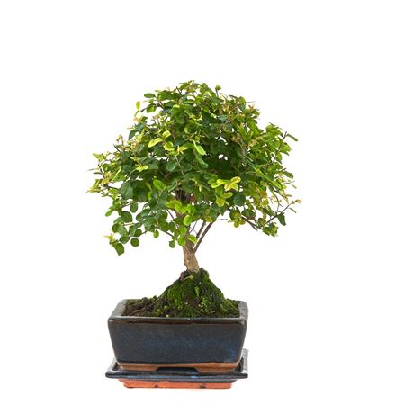 Bonsai Sageretia Theezans With Drip Tay