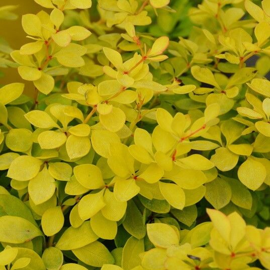 Барбарис тунберга Голден Хоризон