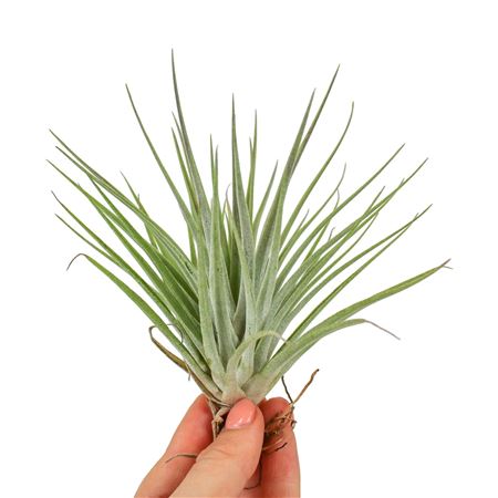 Tillandsia Kathy