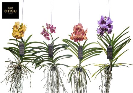 Vanda Ocelot Mocha (bruin)